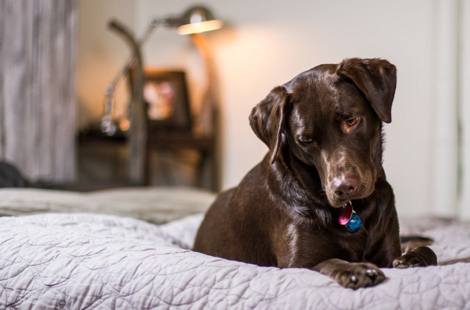 Cachorro pequeno descansando ao lado de mala de viagem em quarto
